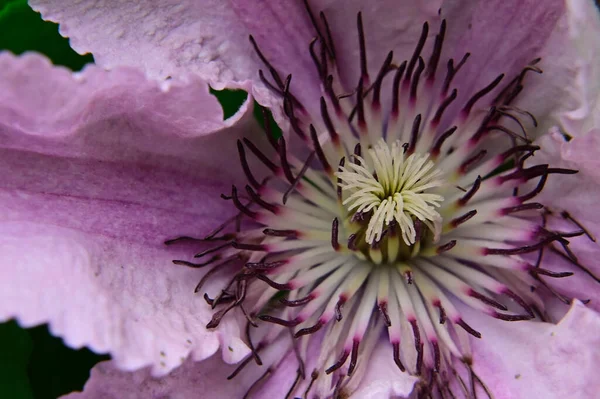 Krásný Clematis Rostoucí Zahradě Létě Slunečný Den — Stock fotografie