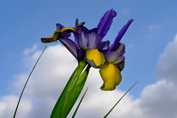 青空の下で鮮やかな花々背景 — ストック写真