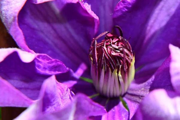 Mooie Clematis Groeien Tuin Zomer Zonnige Dag — Stockfoto