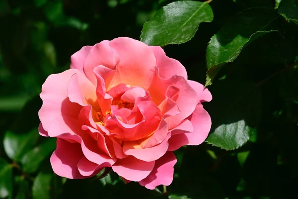 Bela Rosa Crescendo Jardim Verão Dia Ensolarado — Fotografia de Stock