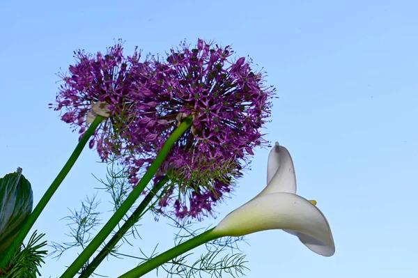 Flores Brillantes Sobre Fondo Azul Del Cielo — Foto de Stock