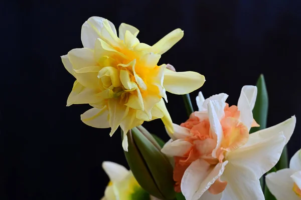 Krásné Narcisy Tmavém Pozadí Letní Koncept Zblízka — Stock fotografie