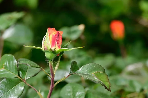 Bela Rosa Crescendo Jardim Verão Dia Ensolarado — Fotografia de Stock