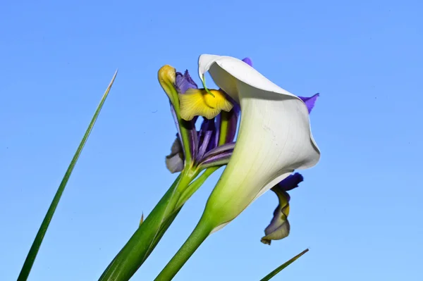 Heldere Bloemen Blauwe Lucht Achtergrond — Stockfoto