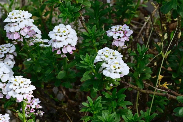 Bellissimi Fiori Giardino — Foto Stock