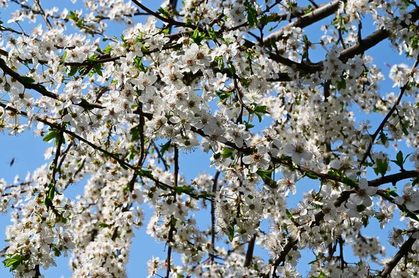 Ramos Macieira Com Flores Bonitas Close Conceito Primavera — Fotografia de Stock