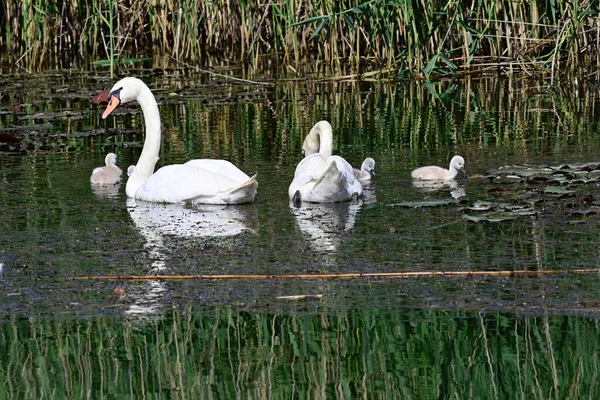 Hermosos Cisnes Blancos Con Cachorros Nadando Superficie Del Agua Del —  Fotos de Stock