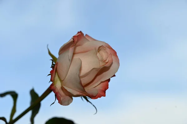 Flor Rosa Frágil Fundo Céu Azul — Fotografia de Stock