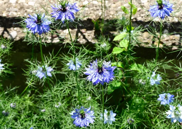 Hermosas Flores Que Crecen Jardín Verano Día Soleado — Foto de Stock