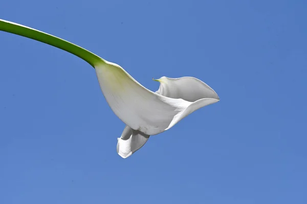 Hermosa Flor Cala Fondo Del Cielo Concepto Verano Vista Cercana —  Fotos de Stock