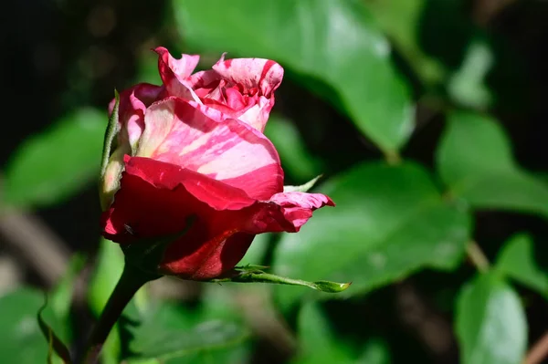 Bela Rosa Crescendo Jardim Verão Dia Ensolarado — Fotografia de Stock