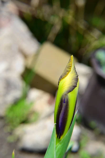 Όμορφη Ίριδα Αυξάνεται Στον Κήπο Καλοκαίρι Ηλιόλουστη Μέρα — Φωτογραφία Αρχείου