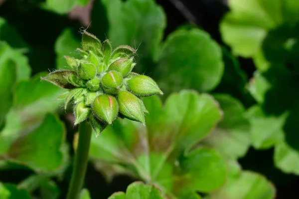 Belles Fleurs Poussant Dans Jardin Journée Ensoleillée Été — Photo