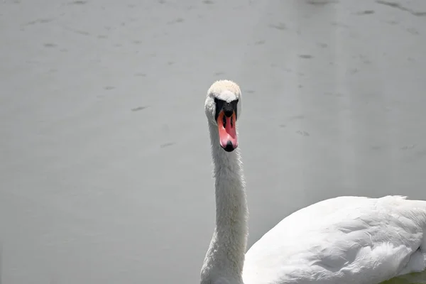 Beau Cygne Blanc Nageant Sur Surface Eau Lac Jour Été — Photo