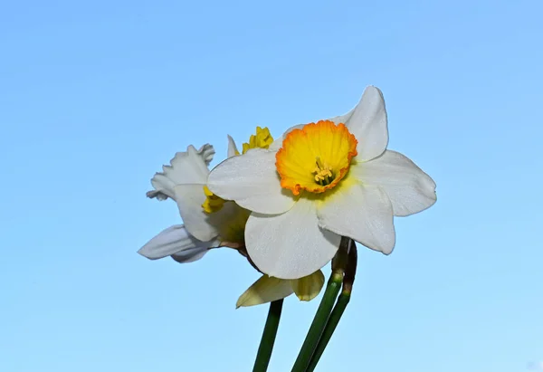 Schöne Narzissenblüten Auf Himmelshintergrund Sommerkonzept Nahsicht — Stockfoto