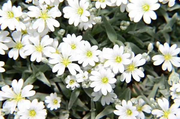 Beautiful Chamomiles Growing Garden Summer Sunny Day — Stock Photo, Image