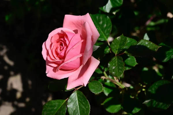 Belle Rose Poussant Dans Jardin Journée Ensoleillée Été — Photo