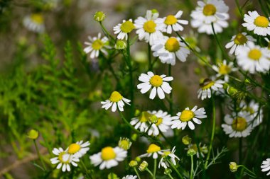 Güneşli yaz gününde bahçede büyüyen güzel papatyalar. 