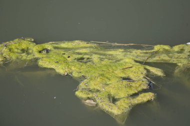 Bahar güneşli bir günde nehir su yüzeyindeki yeşil çamur manzarası, yakın görüş.