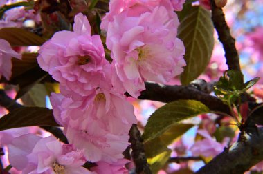 Güzel çiçekli elma ağacı dalları, yakın plan, bahar konsepti.  