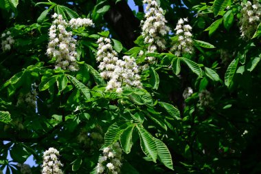 Güneşli yaz gününde bahçede yetişen güzel çiçekler. 