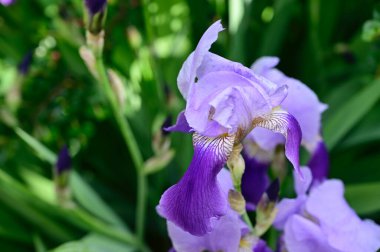 Güneşli yaz gününde bahçede büyüyen güzel irisler 
