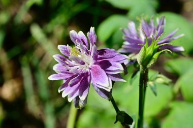Güneşli yaz gününde bahçede yetişen güzel çiçekler. 