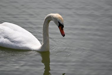 Güzel beyaz kuğu yaz günü göl yüzeyinde yüzüyor. 