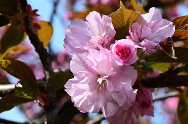 Güzel çiçekli elma ağacı dalları, yakın plan, bahar konsepti.  