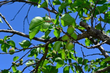 Açık havada yetişen olgun kayısıları olan ağaç, yaz konsepti, yakın görüş.  