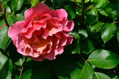 Güneşli yaz gününde bahçede büyüyen güzel bir gül. 