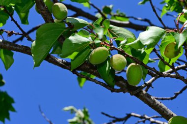 Açık havada yetişen olgun kayısıları olan ağaç, yaz konsepti, yakın görüş.  
