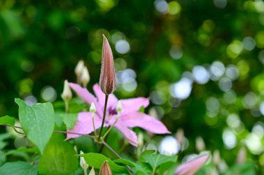 Güneşli yaz gününde bahçede büyüyen güzel Clematis. 
