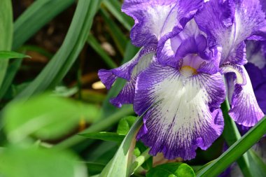 Güneşli yaz gününde bahçede büyüyen güzel göz. 