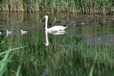Yavruları olan güzel beyaz kuğu yaz günü göl yüzeyinde yüzüyor. 
