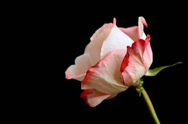 Koyu arkaplanda güzel bir gül çiçeği, yaz konsepti, yakın görüş  