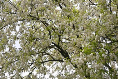 Ağaç dallarında açan güzel çiçeklere yaklaş