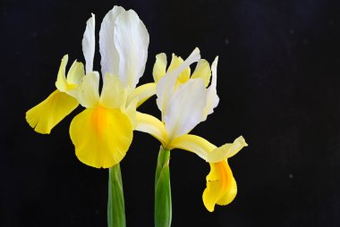 Koyu arkaplanda güzel irisler, yaz konsepti, yakın görüş  