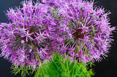 Bahçedeki güzel çiçekler