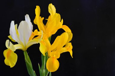 Koyu arkaplanda güzel irisler, yaz konsepti, yakın görüş  