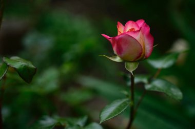 Güneşli yaz gününde bahçede büyüyen güzel bir gül. 