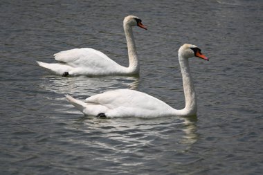 Güzel beyaz kuğular yaz günü göl yüzeyinde yüzerler. 