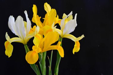 Koyu arkaplanda güzel irisler, yaz konsepti, yakın görüş  