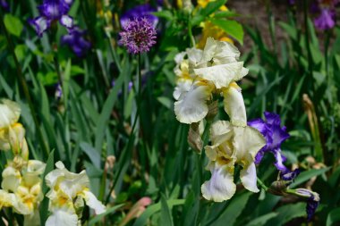 Güneşli yaz gününde bahçede büyüyen güzel irisler 