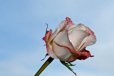 Mavi arka planda narin gül çiçekleri