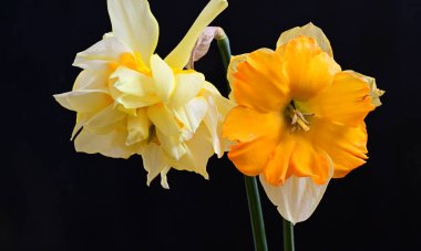 Karanlık arka planda güzel nergisler, yaz konsepti, yakın görüş  