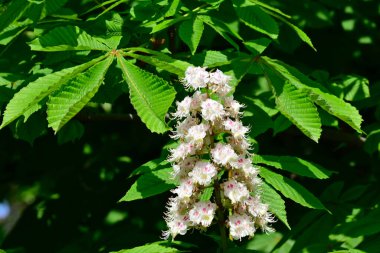 Güneşli yaz gününde bahçede yetişen güzel çiçekler. 