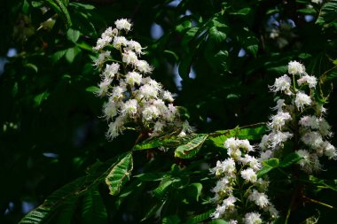 Güneşli yaz gününde bahçede yetişen güzel çiçekler. 
