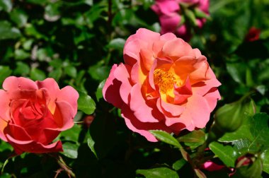 Güneşli yaz gününde bahçede büyüyen güzel güller. 