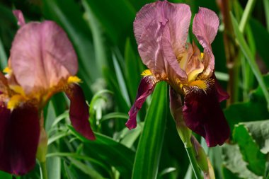 Güneşli yaz gününde bahçede büyüyen güzel irisler 
